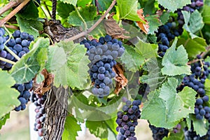 Bunch of Red Wine Grapes on a Tree at a Vineyard