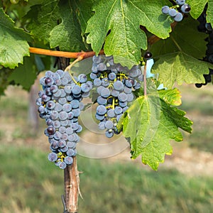 Bunch of Red Wine Grapes on a Tree at a Vineyard