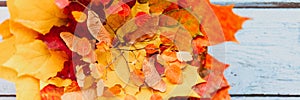 a bunch of red and yellow dry autumn maple leaves and fall twigs on a blue wooden background. banner.
