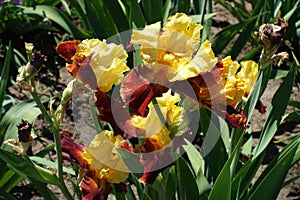 Bunch of red and yellow flowers of bearded iris