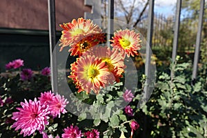 Bunch of red and yellow flowers of semidouble Chrysanthemums in November photo