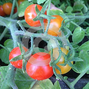 Bunch of red and yellow tomatoes on branch bush