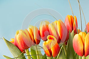 Bunch of red and yellow tulip flowers on blue background.