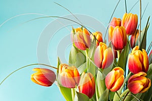 Bunch of red and yellow tulip flowers on blue background.