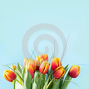 Bunch of red and yellow tulip flowers on punchy blue background. Spring concept