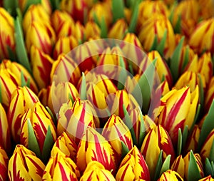 Bunch of red and yellow tulips