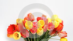 Bunch of red and yellow tulips on centre of the white background