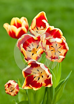 Bunch of red and yellow tulips front view