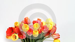 Bunch of red and yellow tulips on left side of the white background