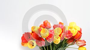 Bunch of red and yellow tulips on a white background