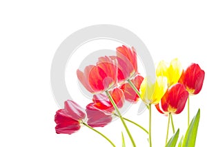 Bunch of red and yellow tulips on a white background