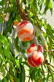 A bunch of ripe apricots branch in garden