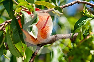 A bunch of ripe apricots branch in garden