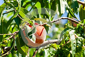 A bunch of ripe apricots branch in garden