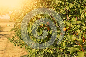 A bunch of ripe apricots branch in sunlight.High quality photo.