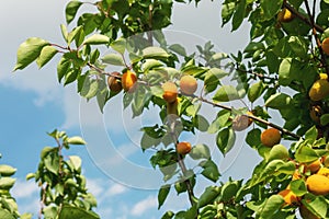 A bunch of ripe apricots branch in sunlight.High quality photo.