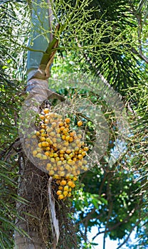 A bunch of ripe Areca nut Areca catechu fruits hang on tree.