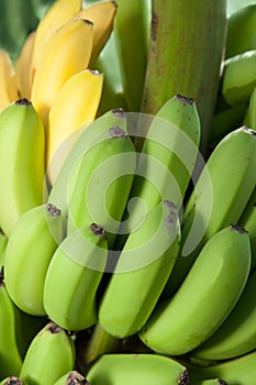 Bunch of ripe banana