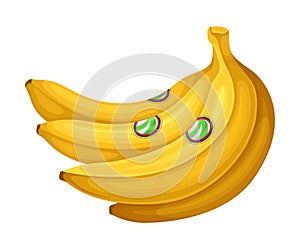Bunch of Ripe Bananas as Ecuador Attribute Vector Illustration