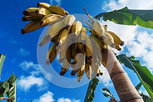 Ripe Bananas on a Sunny Day