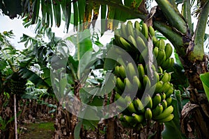 Bunch of ripe bananas hanging on trees in a banana plantation on Terceira Island, Azores.