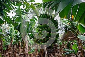 Bunch of ripe bananas hanging on trees in a banana plantation on Terceira Island, Azores.