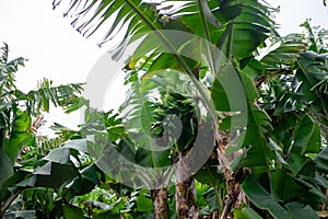 Bunch of ripe bananas hanging on trees in a banana plantation on Terceira Island, Azores.