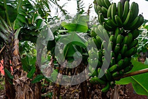 Bunch of ripe bananas hanging on trees in a banana plantation on Terceira Island, Azores.