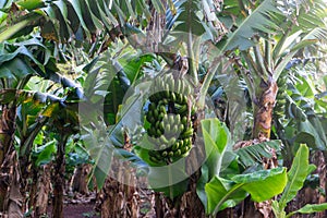 Bunch of ripe bananas hanging on trees in a banana plantation on Terceira Island, Azores.