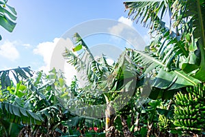 Bunch of ripe bananas hanging on trees in a banana plantation on Terceira Island, Azores.