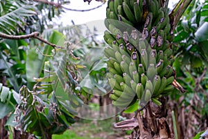 Bunch of ripe bananas hanging on trees in a banana plantation on Terceira Island, Azores.