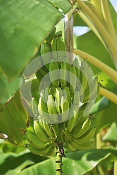 Bunch of ripe bananas on tree. Agricultural plantation at Spain island. Unripe bananas in the jungle close up.