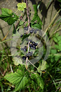 Bunch of ripe black currant
