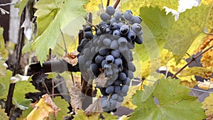 a bunch of ripe black wine grapes hangs on the branches of a bush