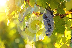 Bunch of ripe blue grapes with green leaves, agricultural sunny background of vineyard for winemaking