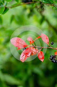 Bunch of ripe chokeberries on the tree