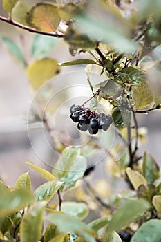 Bunch of ripe chokeberries on the tree