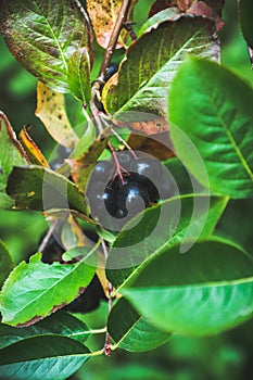 Bunch of ripe chokeberries on the tree