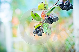Bunch of ripe chokeberries on the tree