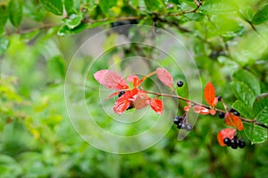 Bunch of ripe chokeberries on the tree