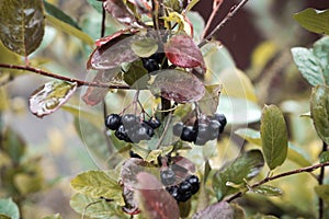 Bunch of ripe chokeberries on the tree
