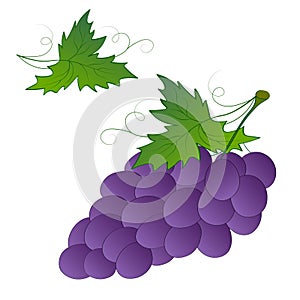 Bunch of ripe fresh blue purple wine grapes on a branch with green leaves isolate on a white background. Harvest, healthy food,