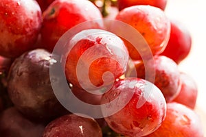 Bunch of ripe fresh juicy red and pink grapes with water drops in sunlight, bright colors, summer fall harvest