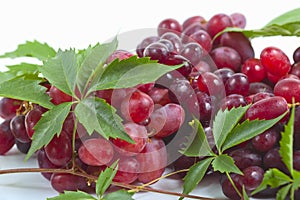 Bunch ripe, fresh red grapes with leaves