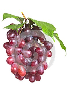 Bunch ripe, fresh red grapes with leaves.