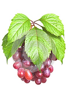 Bunch ripe, fresh red grapes with leaves.