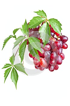 Bunch ripe, fresh red grapes with leaves.