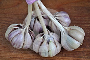 A bunch of ripe garlic_10