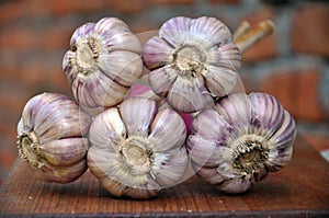 A bunch of ripe garlic_13