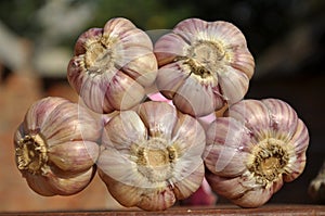 A bunch of ripe garlic
